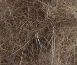 Argentinian Long Hare Dubb